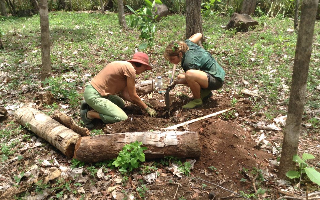 planting trees