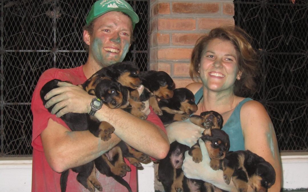 Nine Rottweiler puppies