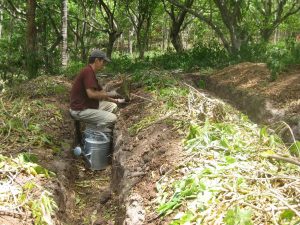 Gerard planting vetiver