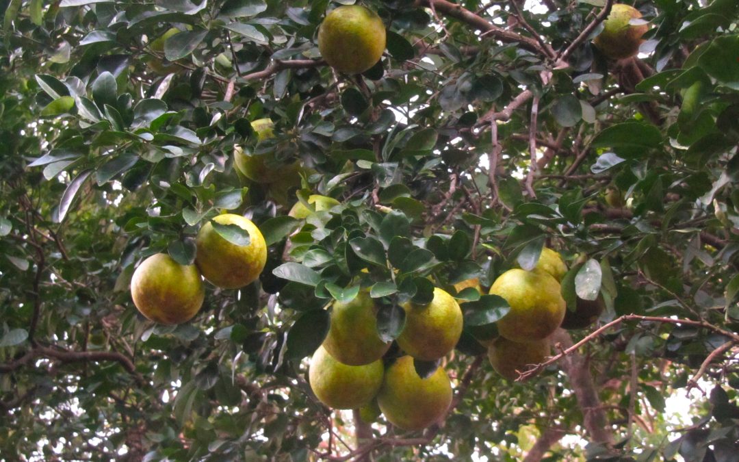 grapefruit in tree