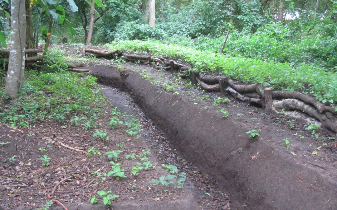 Swale with berm planting beds