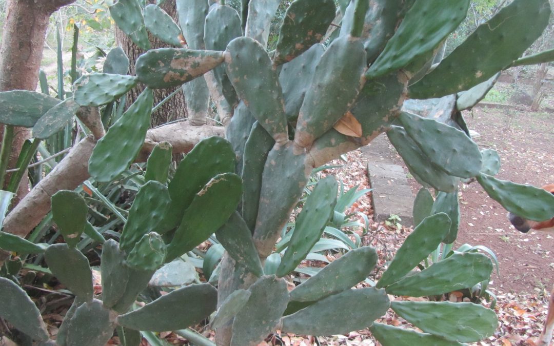 Nopales at ViVerde