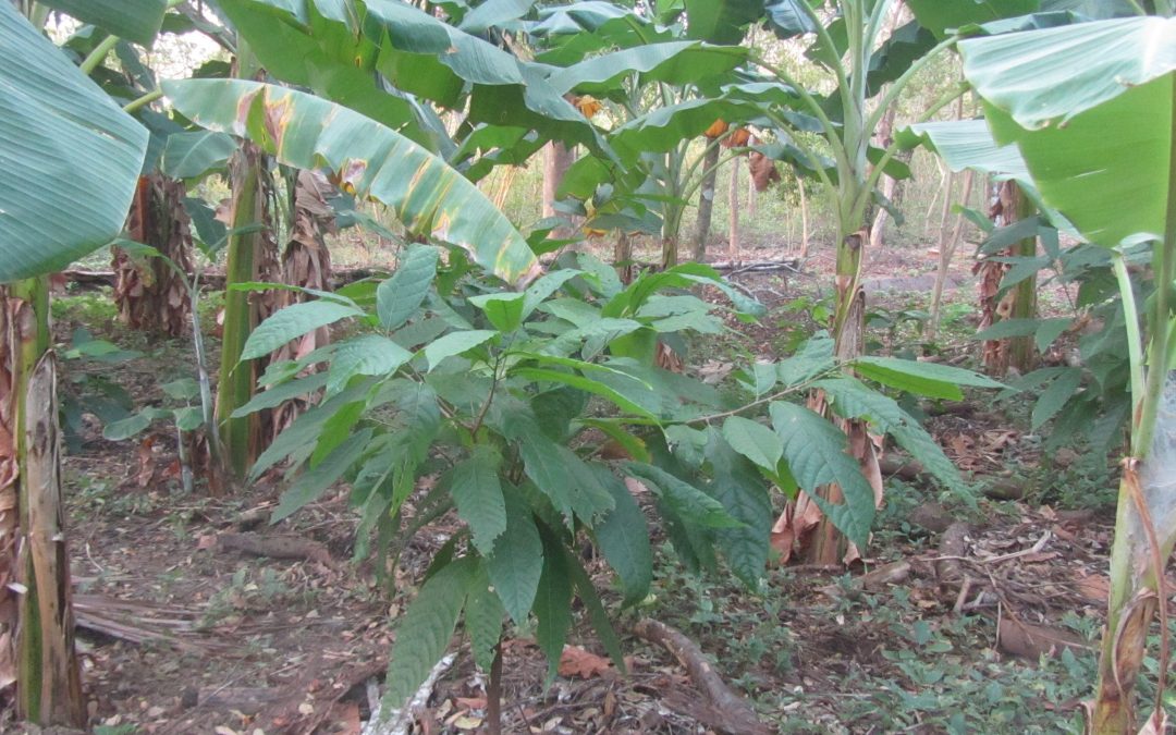 Cacao with "nurse" bananas