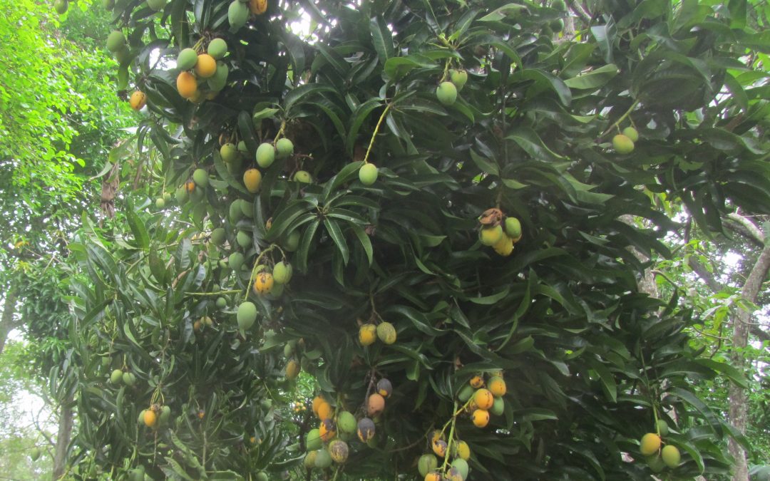 ripe mangoes